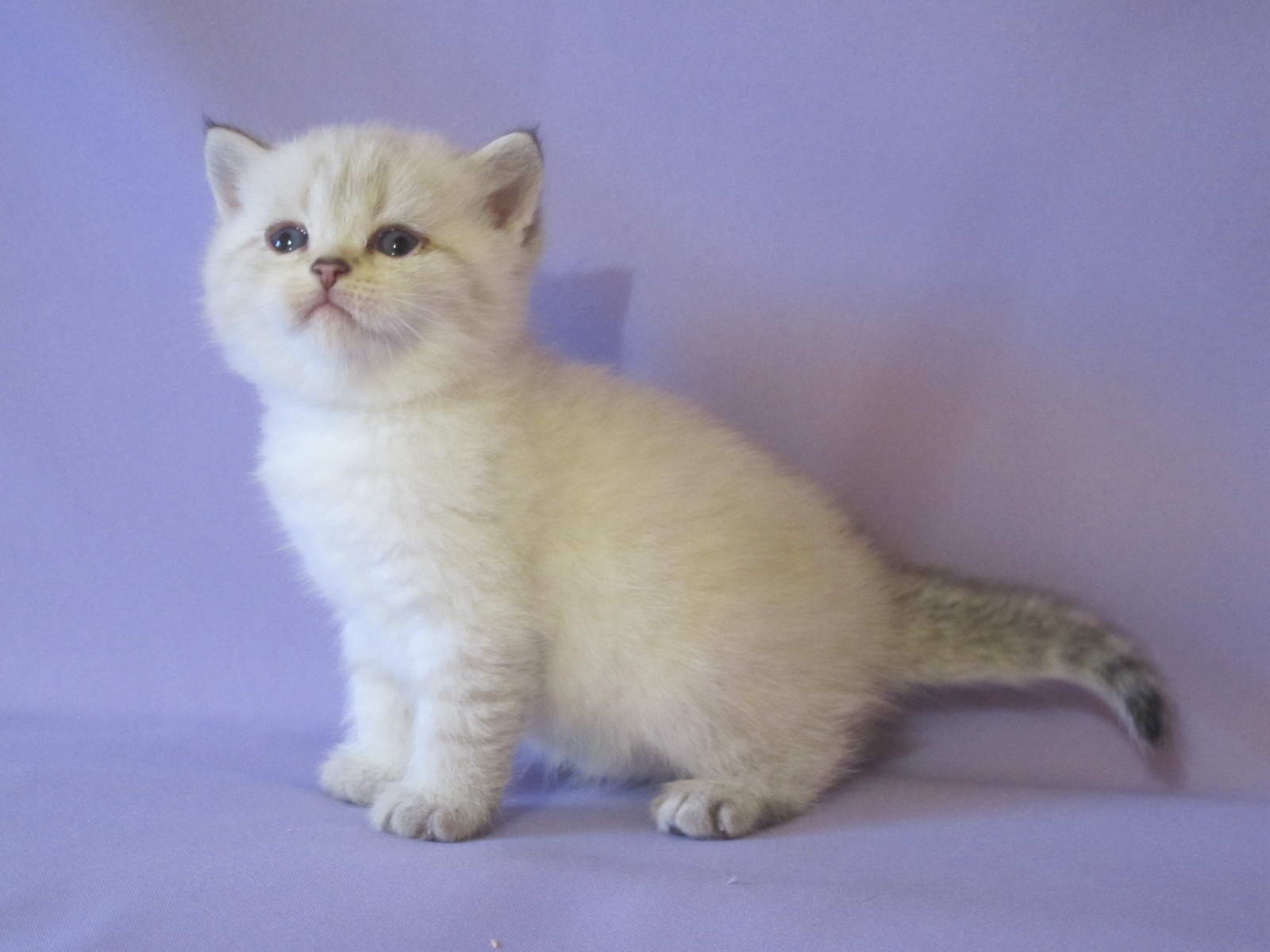 British Shorthair Kitten Platon Major Sunray 1198 Sunray