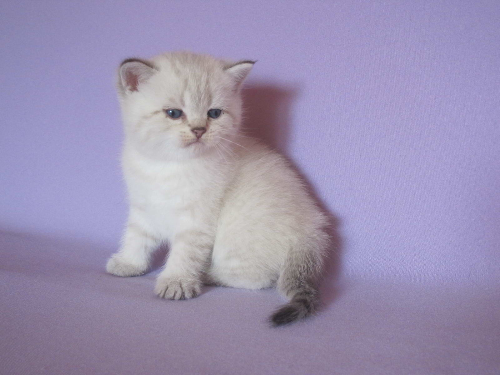 Kitten Boy British Shorthair Black Silver Tabby Pointed Platon