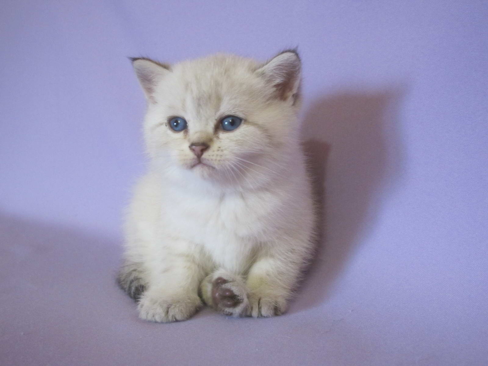 Kitten Boy British Shorthair Black Silver Tabby Pointed Platon