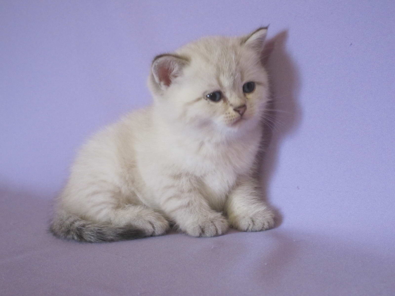 Kitten Boy British Shorthair Black Silver Tabby Pointed Platon