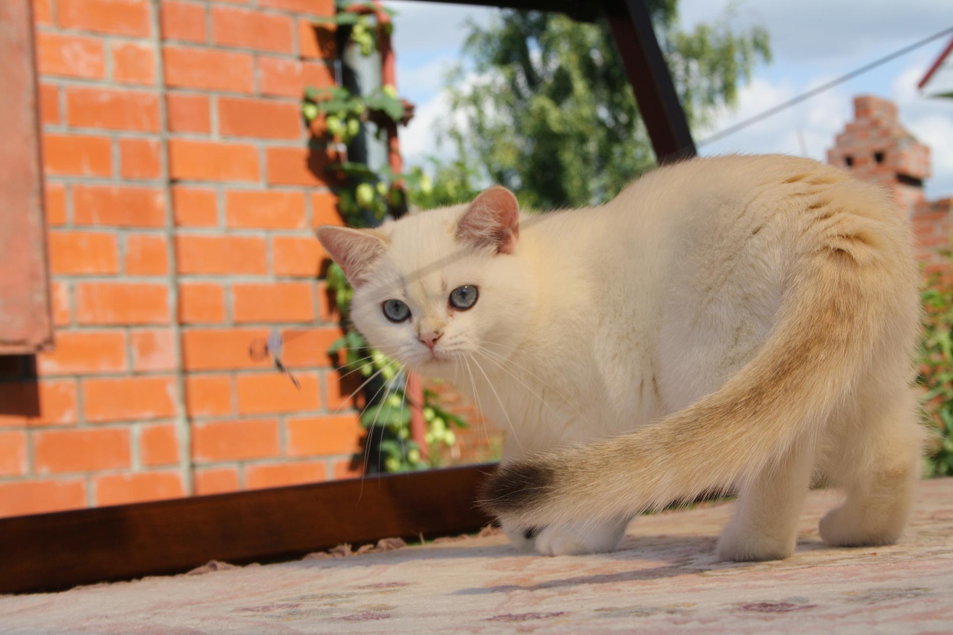 Orange Female Kittens For Sale Narniya Chocolate Point Female Kitten