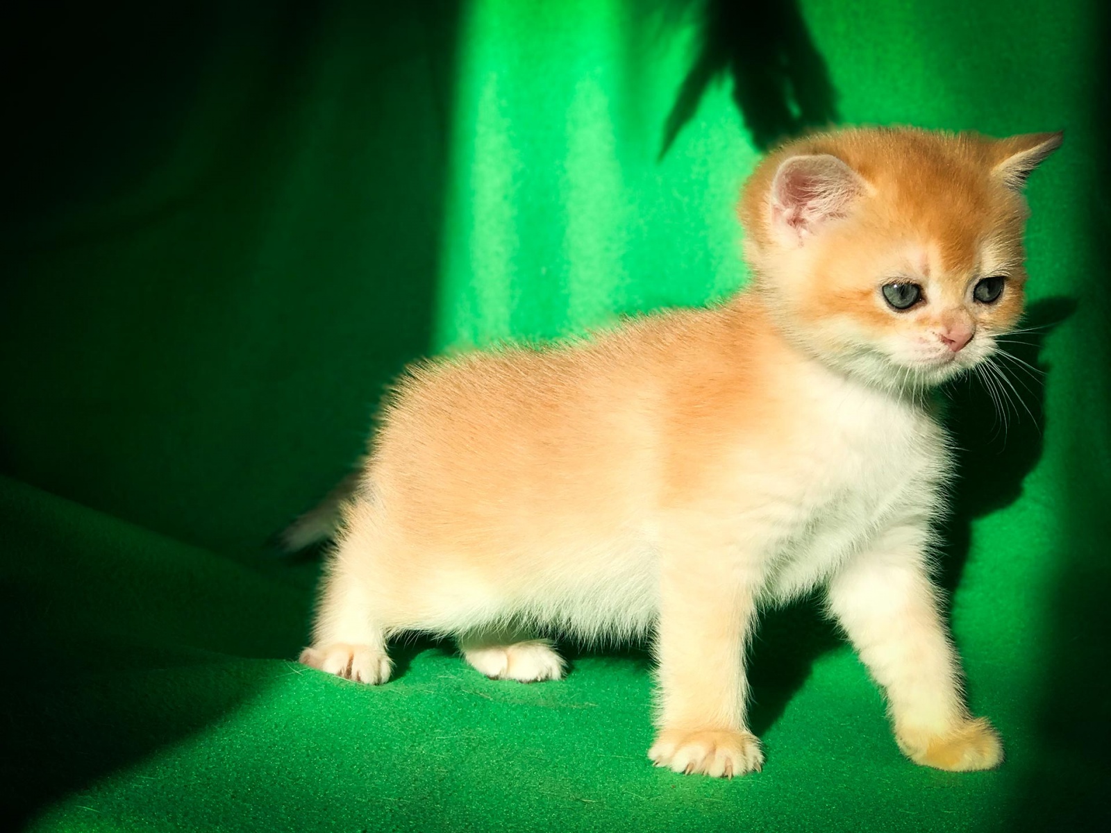 Kitten Boy British Shorthair Black Golden Shaded Valmont Golden