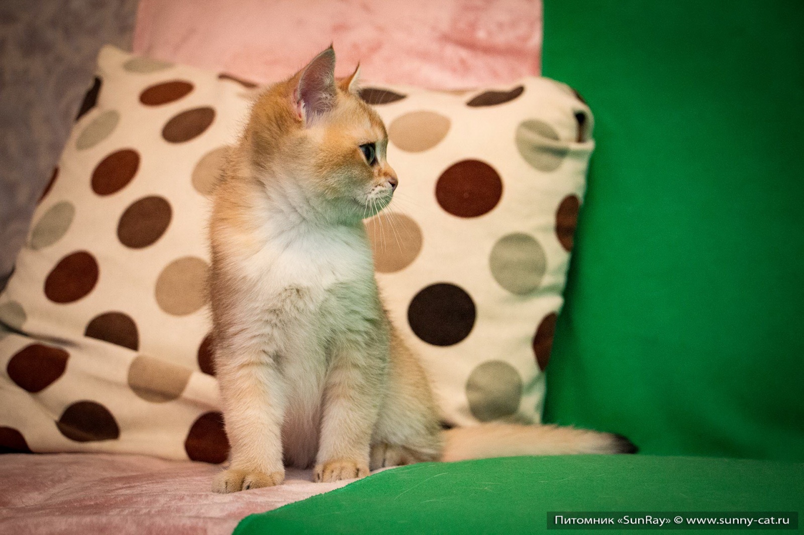 Котенок мальчик британский короткошерстный (британец) черный золотой