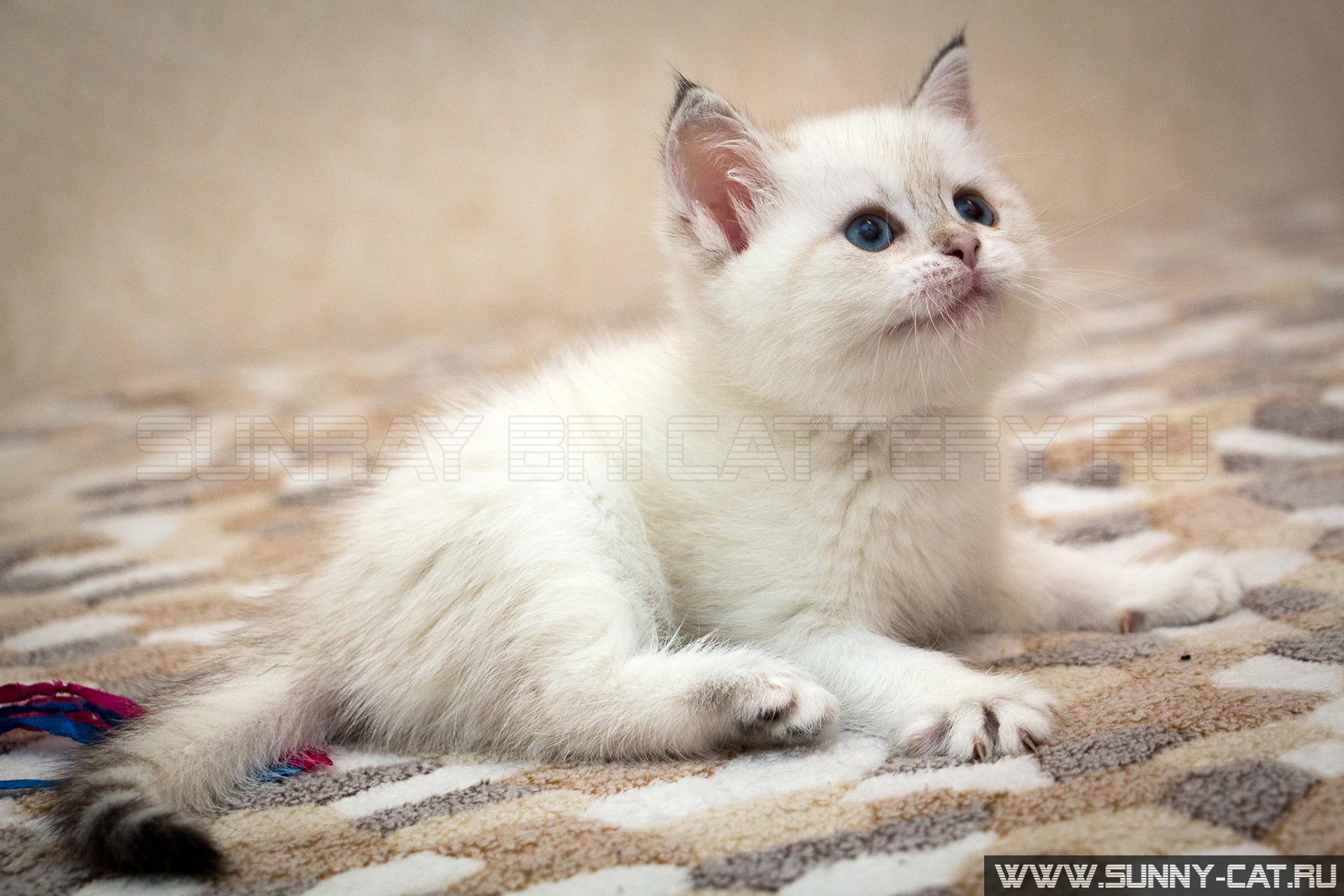 carny kitten baby pate