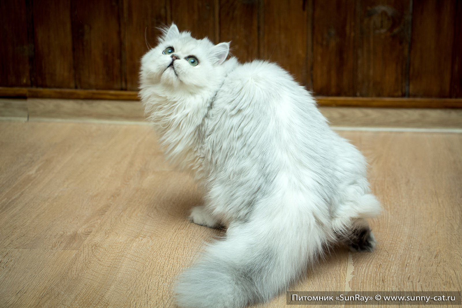 Kitten Boy British Longhair Black Silver Shaded Wiking Age 7