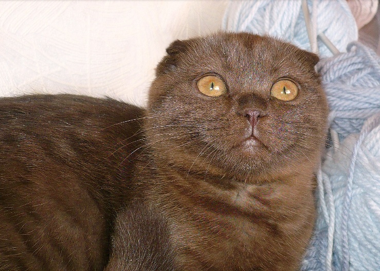 вислоухая шотландская кошка шоколадного окраса фото онлайн вислоухая шотландская кошка шоколадного окраса фото