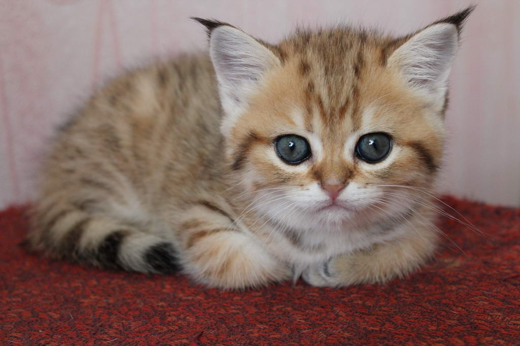 котёнок британский фото онлайн