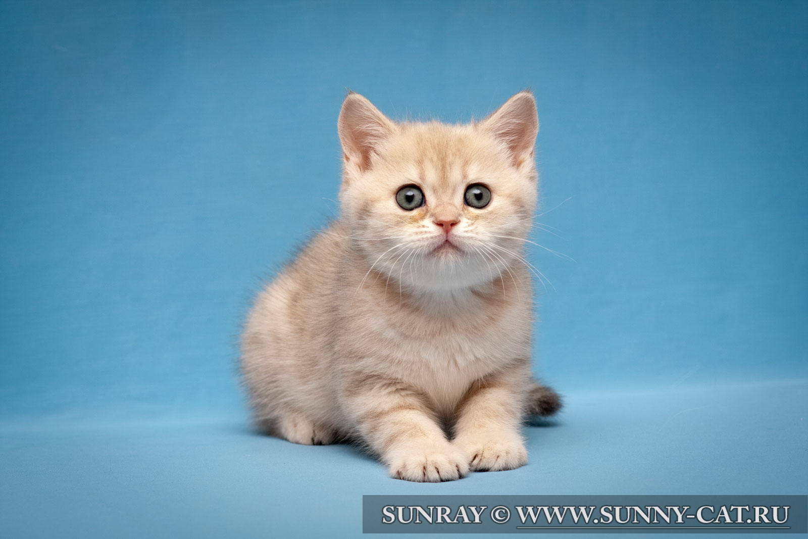 Kitten Boy British Shorthair Blue Golden Spotted Peter Perkins