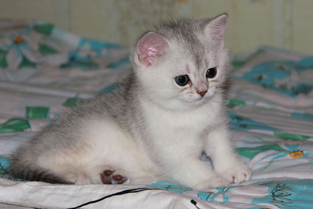 Kitten Boy British Shorthair Blue Silver Shaded Justin Photo Of
