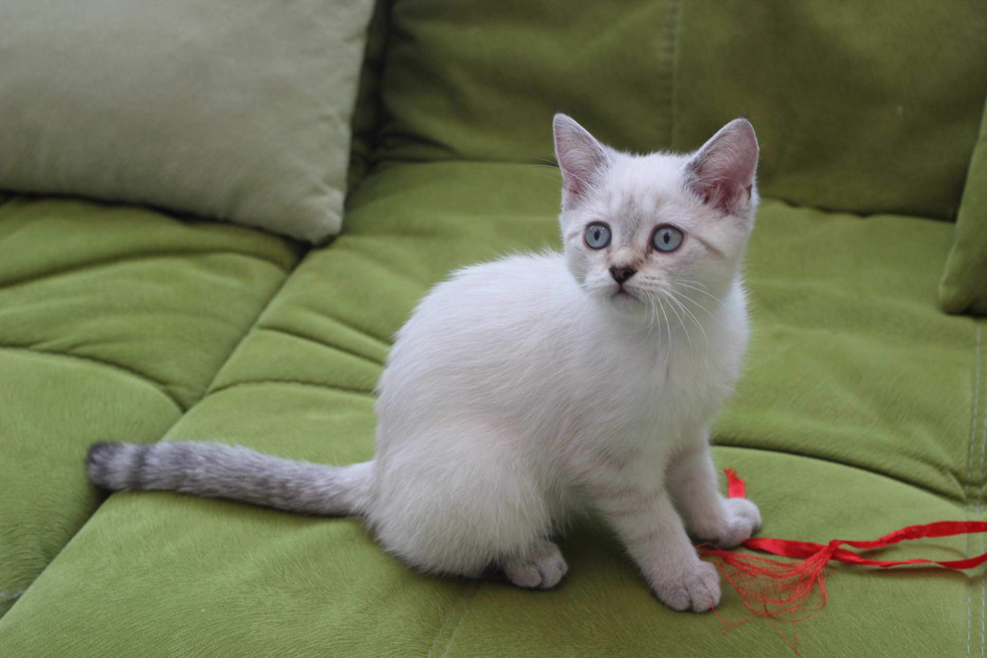 Kitten Girl British Shorthair Black Silver Tabby Pointed Kamilla