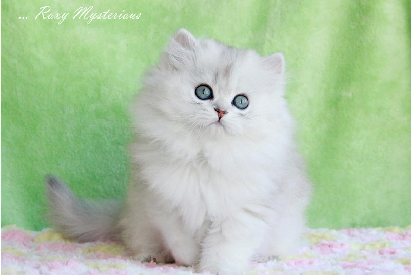 roxy british shorthair cats