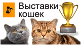 Выставки кошек во всех городах