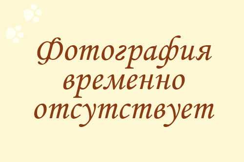 Кошка  дикая абиссинская, беспородная черная тикированная