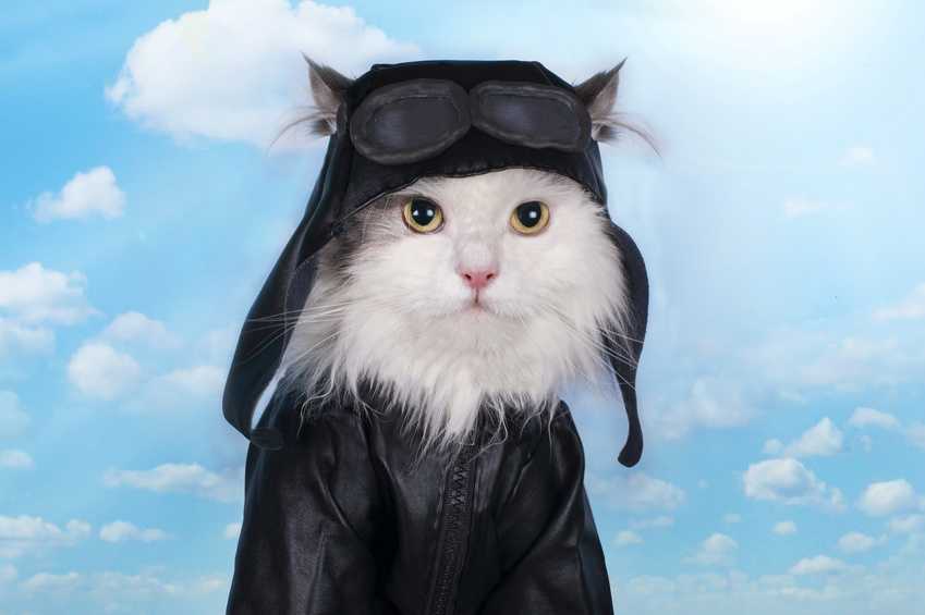 Правила перевозки кошек в самолете
