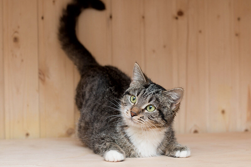 Kitten на русском языке