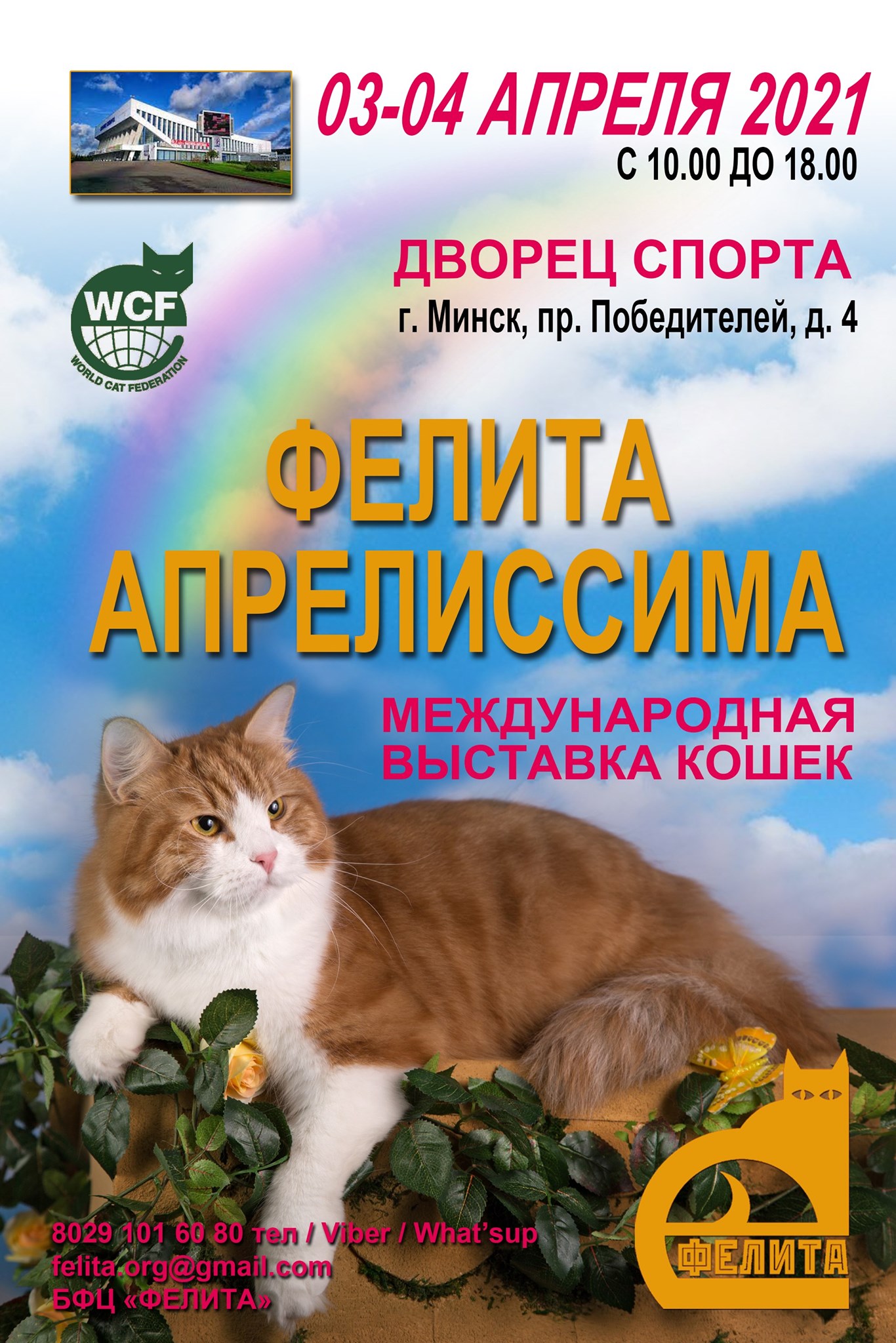 Фото Кота В Минске