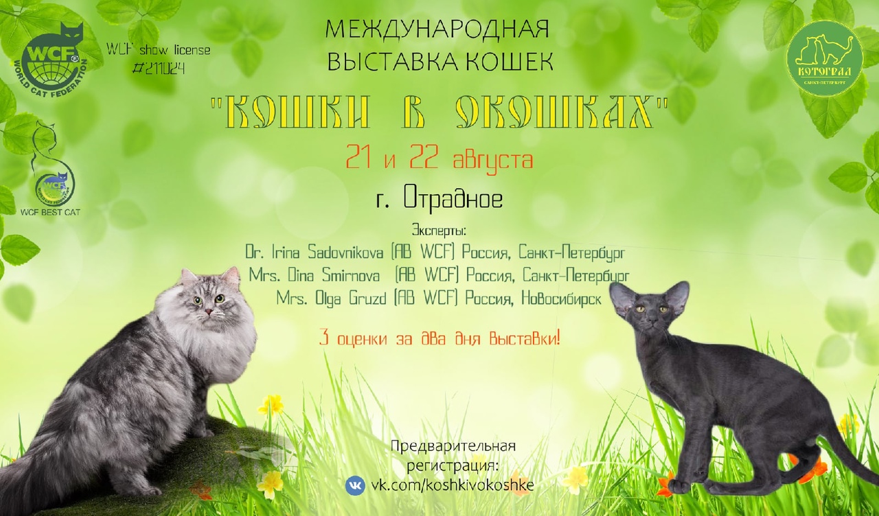 котесити. выставка кошек в санкт петербурге 2024 расписание. кошки россии. выставка кошек в ульяновске в звезде 2023,2и 3 апреля цена. выставка котов.
