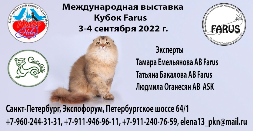 Спб выставка кошек