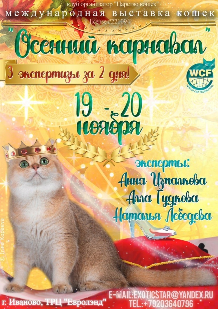Иваново выставка кошек