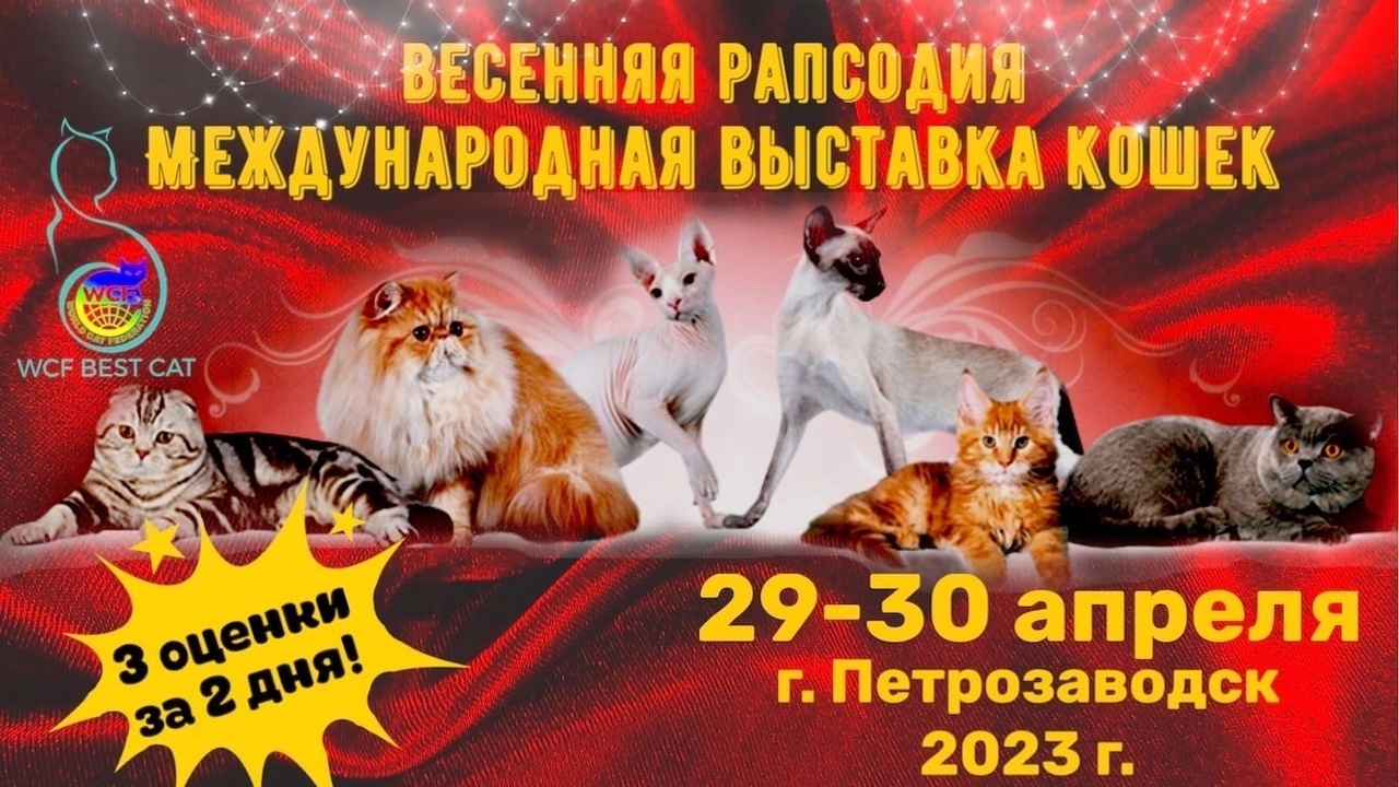 Выставка кошек в санкт петербурге 2024 расписание. Аура кошки. Кошки России. Выставка кошек афиша дизайн