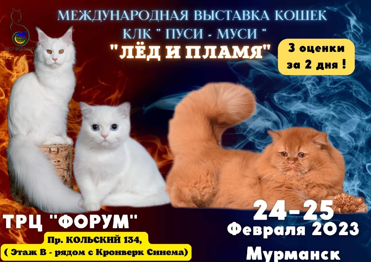 Выставка котов 2024