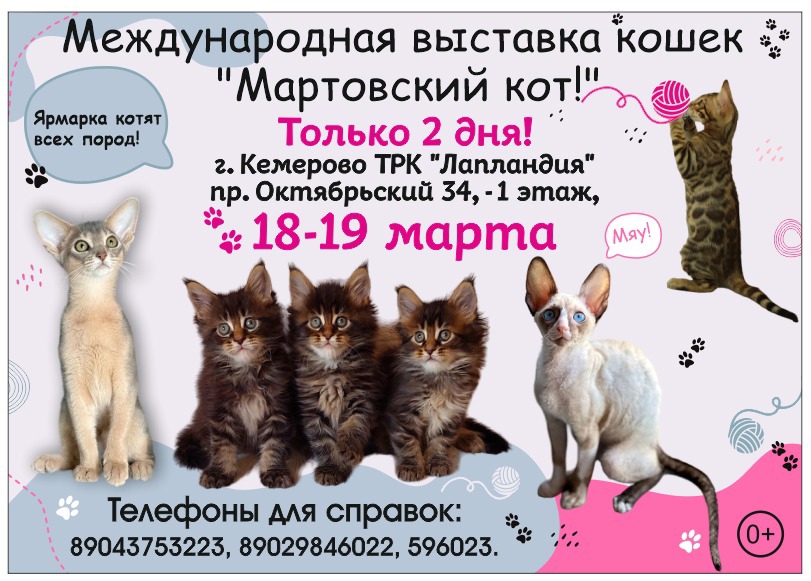 Купить кошку в кемерово. Выставка кошек Кемерово 2023. Выставка кошек с продажей котят. Котенок в торговом центре. Благодарность кошечкам от мартовского кота.