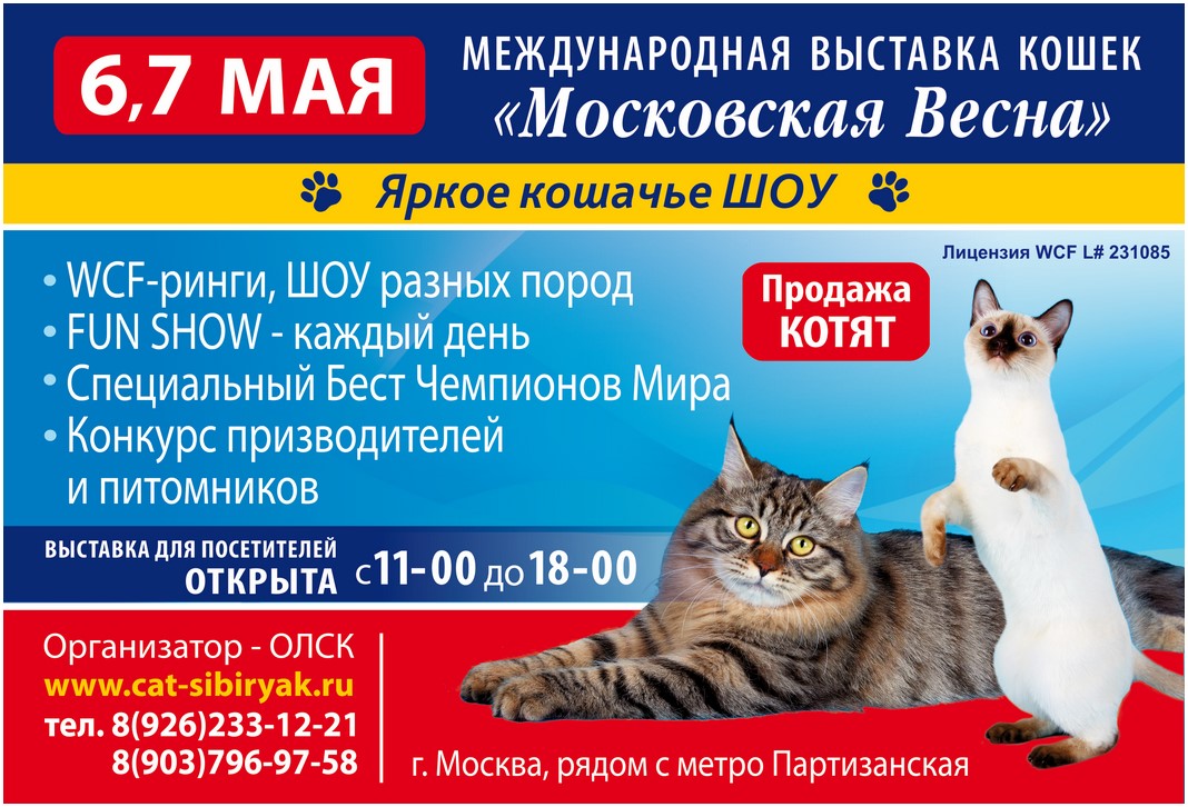 Выставка котов 2024