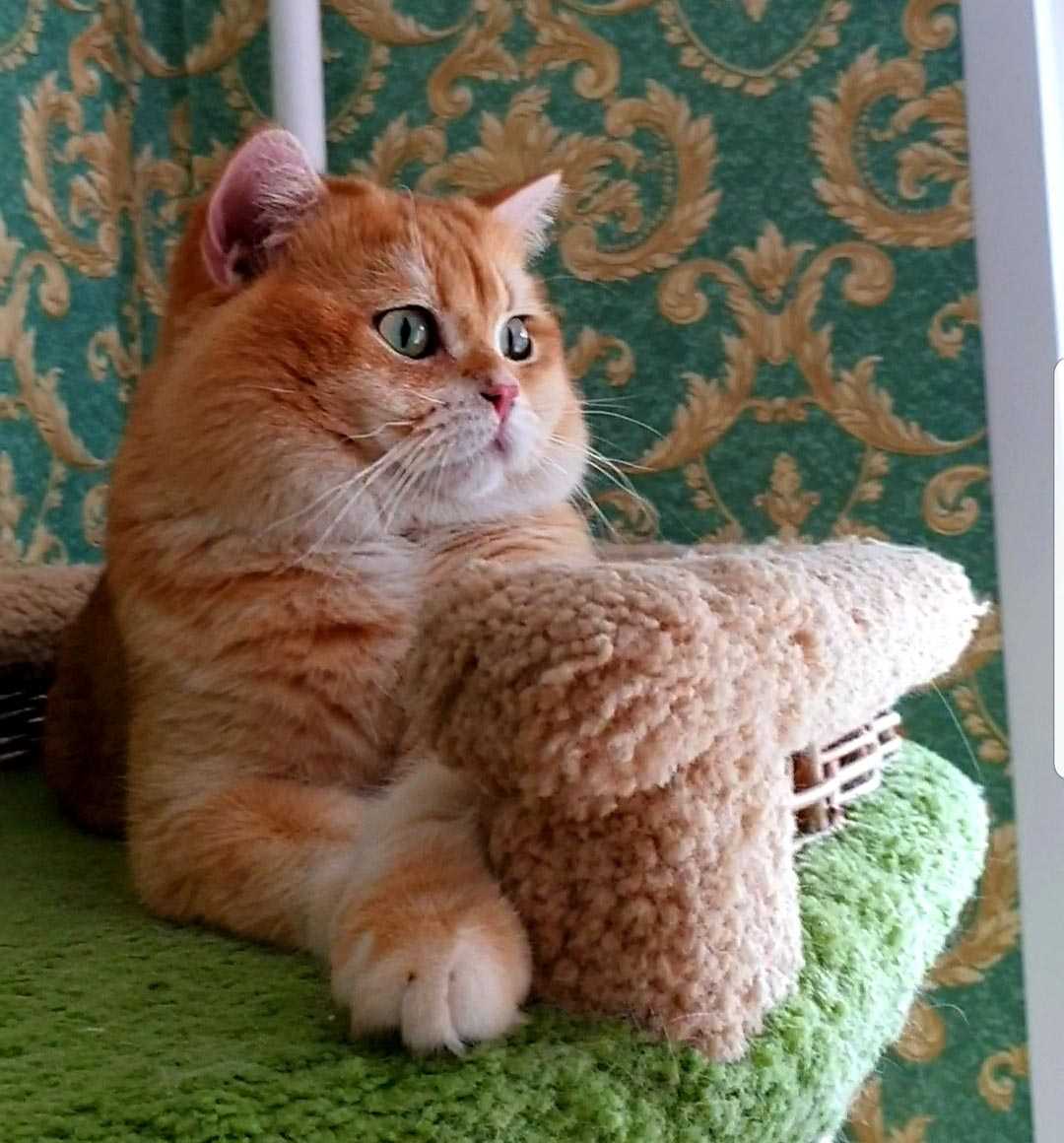 Кот британский короткошерстный черный золотой завуалированный