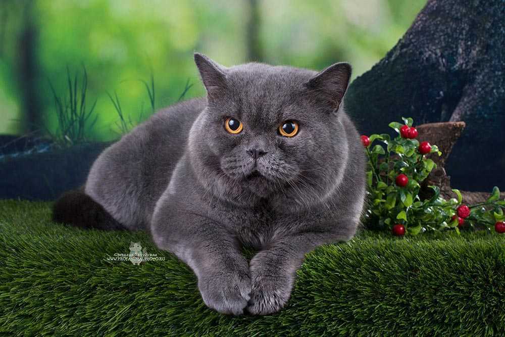 Британская Кошка Фото