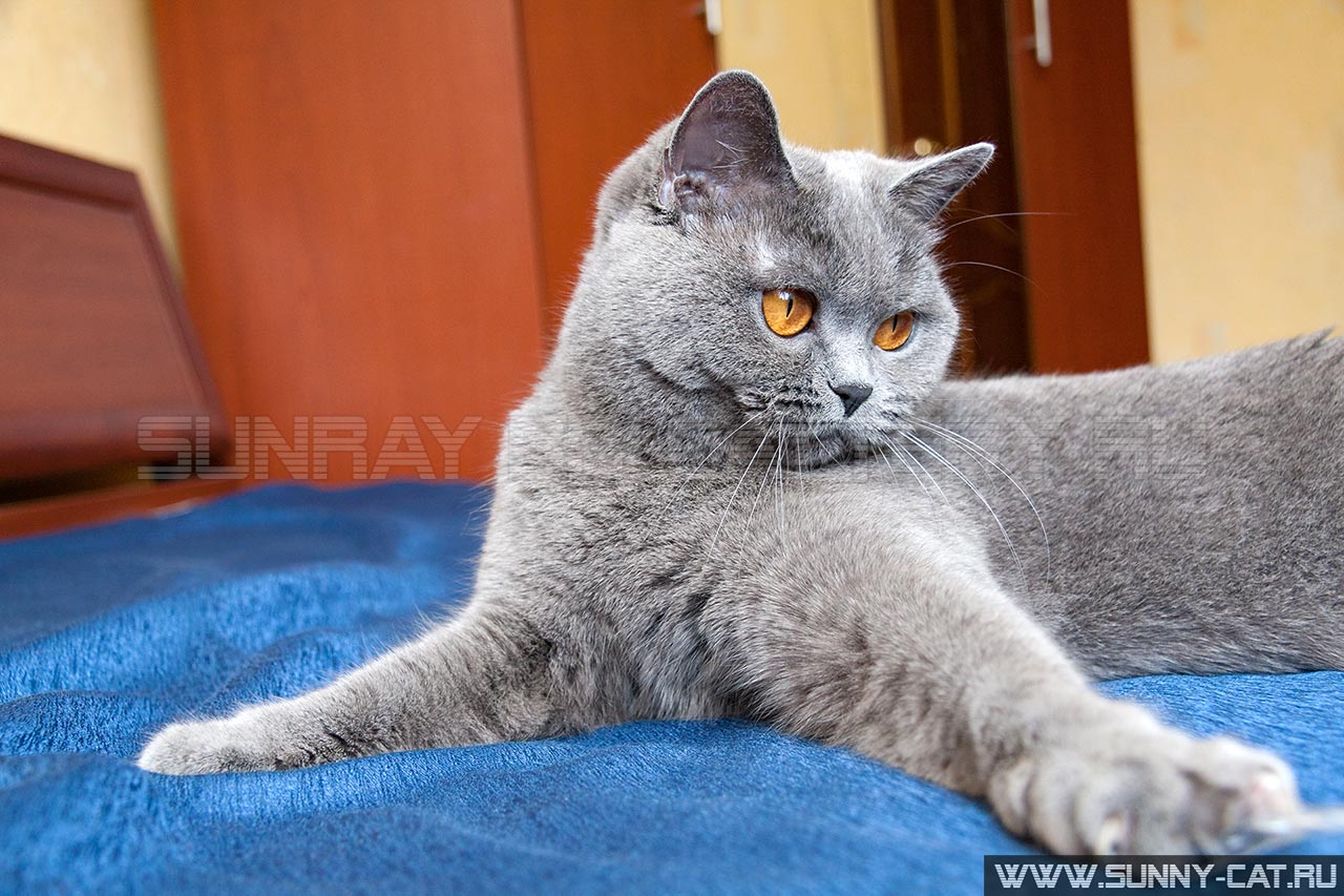 Ушки Кошек Фото Ушки Кошек Фото