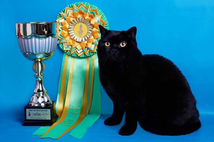 Британская Черная Кошка Фото