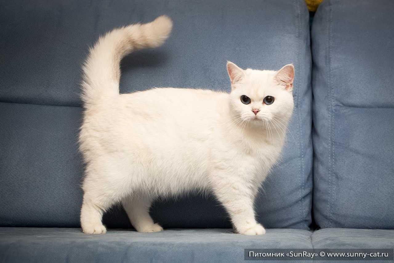  черная серебристая завуалированная пойнт