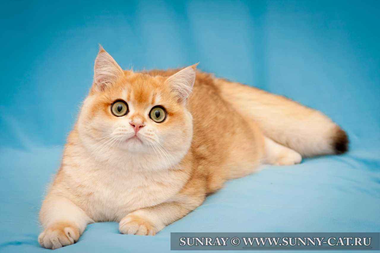 Окрас Кошек Шиншилла Фото Окрас Кошек Шиншилла Фото