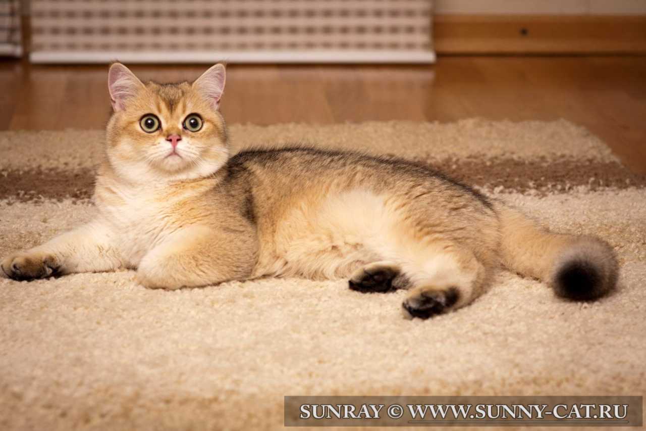 Кот британский короткошерстный (британец) черный золотой затушеванный ...