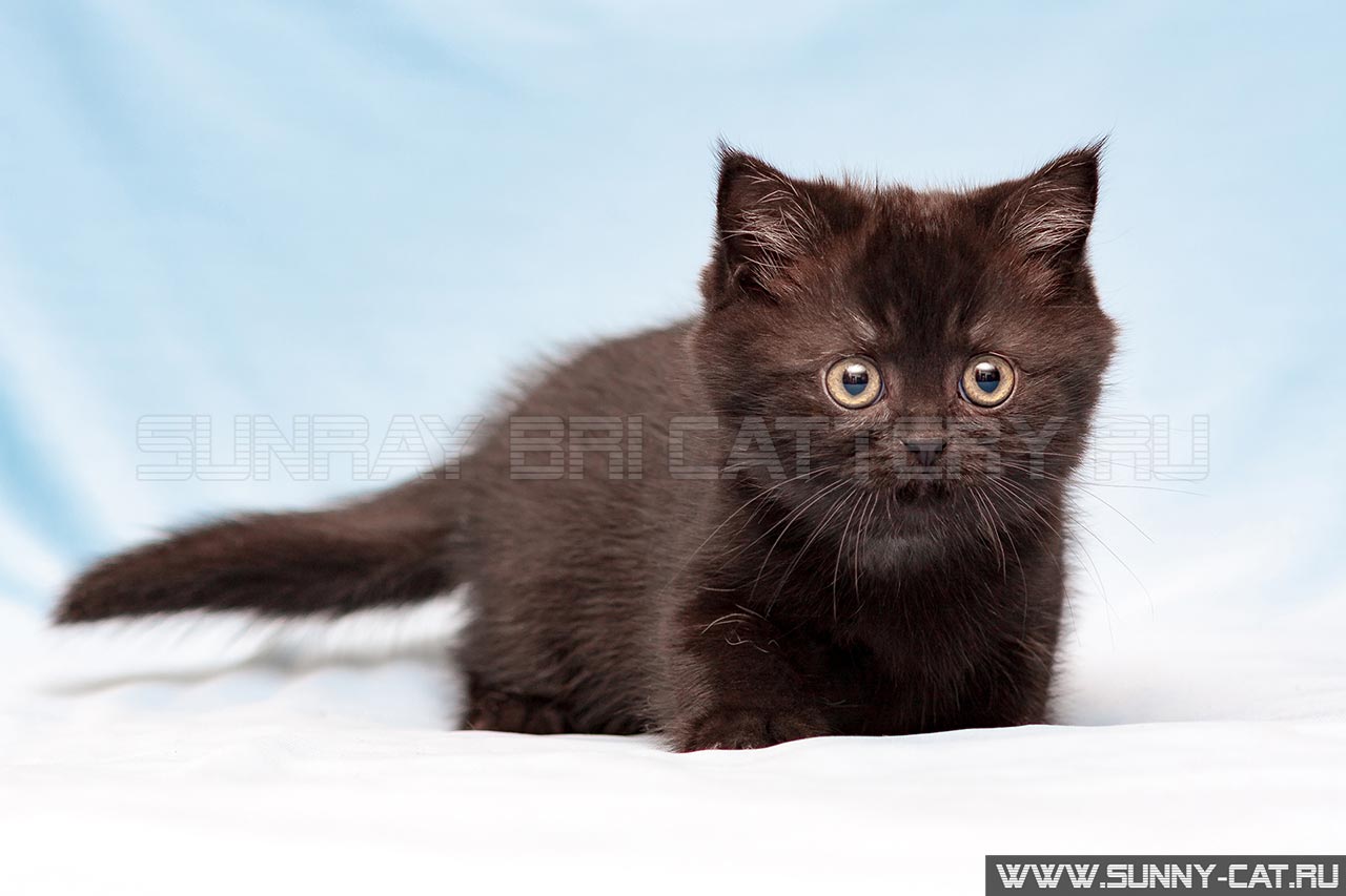 Британская Короткошерстная Кошка Фото Серая