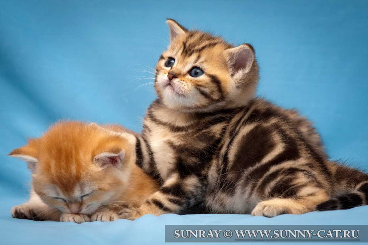Фото Красивых Кошек И Котят Разных Фото Красивых Кошек И Котят Разных