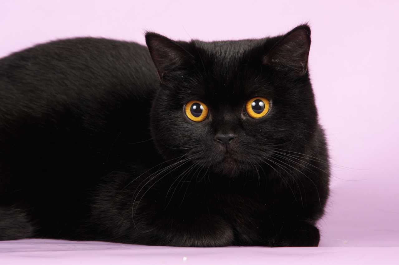 британская короткошёрстная черная кошка