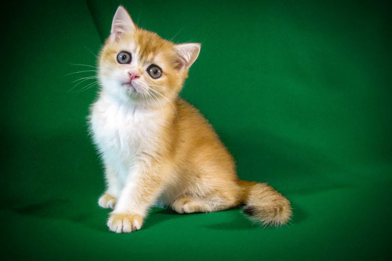 Cat Shows In Ormond Beach 2017 The Schedule Of The Male Cat Chess Honey Sunray