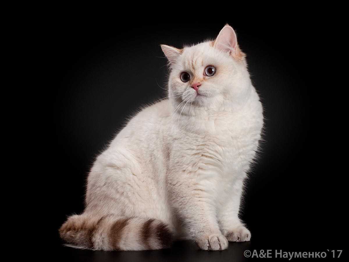  черная золотая затушеванная пойнт