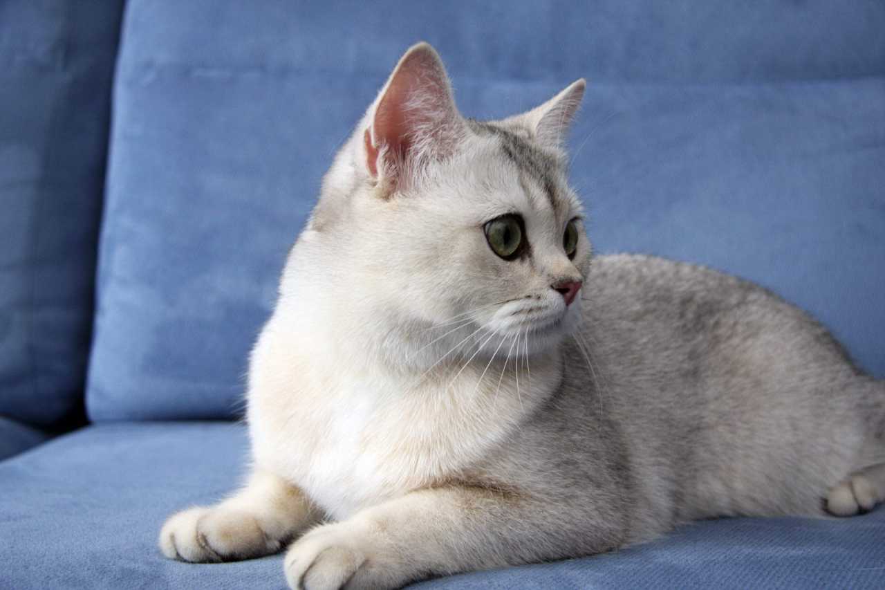 Британская короткошерстная серебристая шиншилла