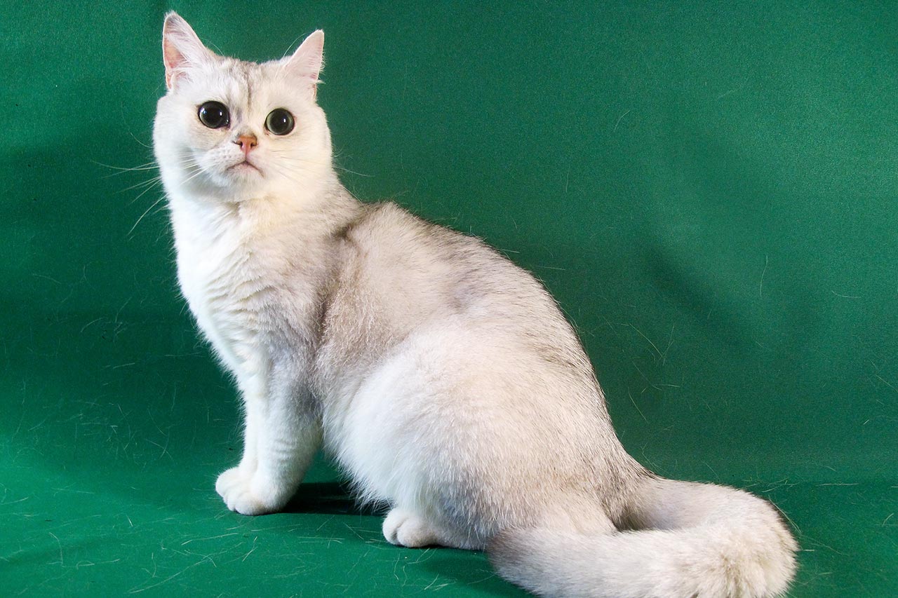  черная серебристая затушеванная