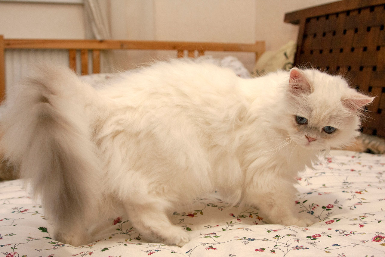 Кошка  ,  голубая золотая затушеванная пойнт