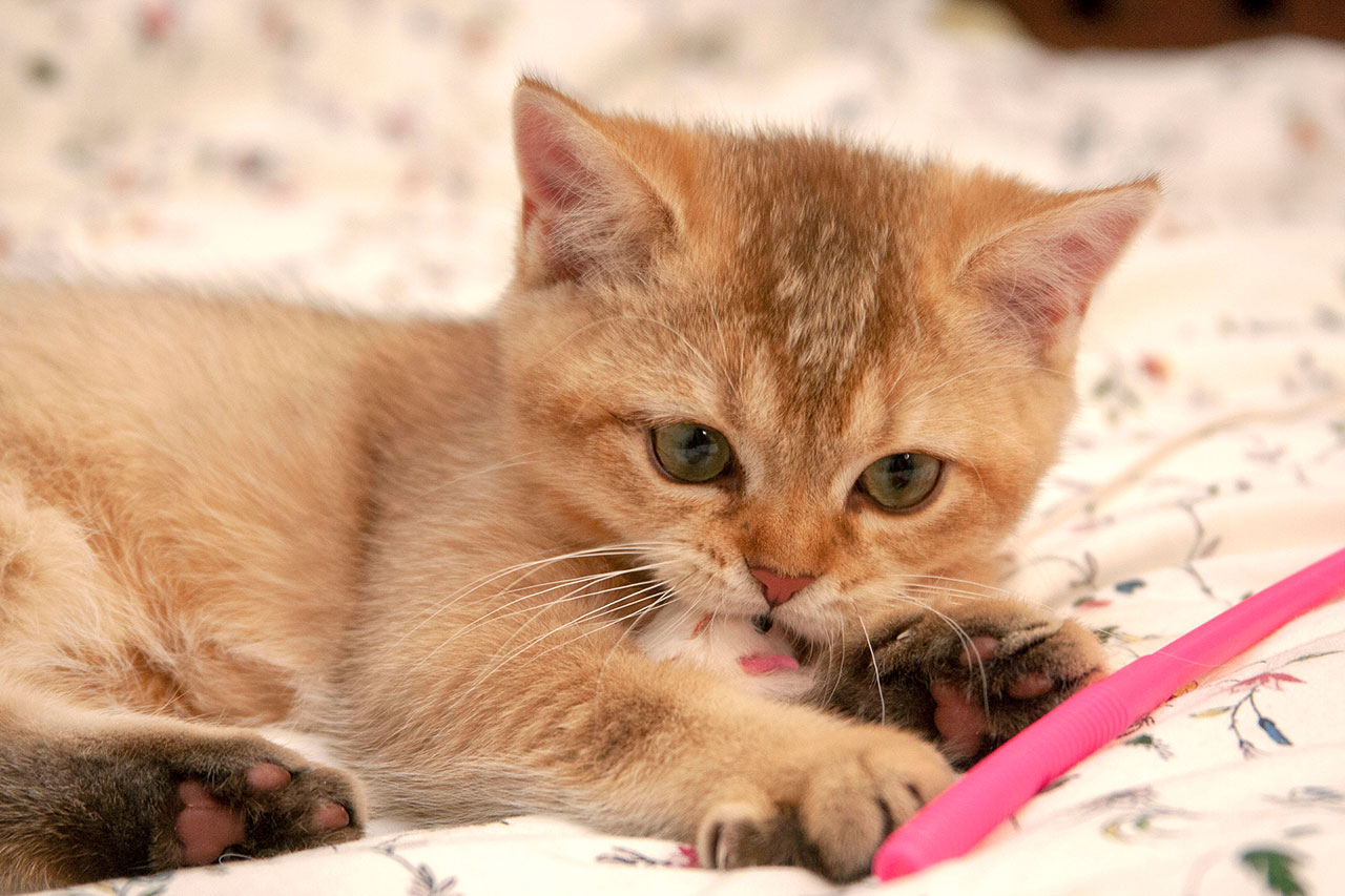 Кошка британская , британка шоколадная золотая затушеванная