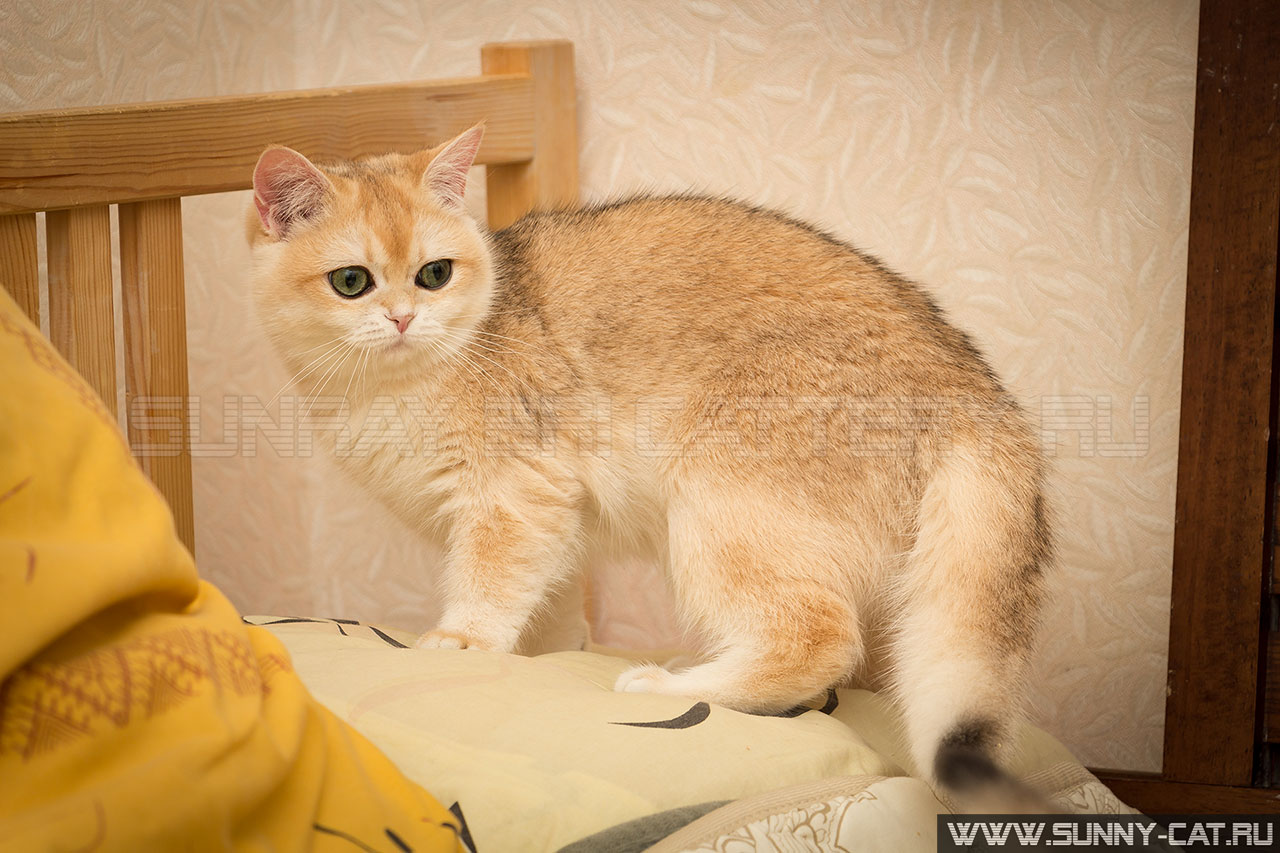 Кошка британская рыжая, британка черная золотая завуалированная