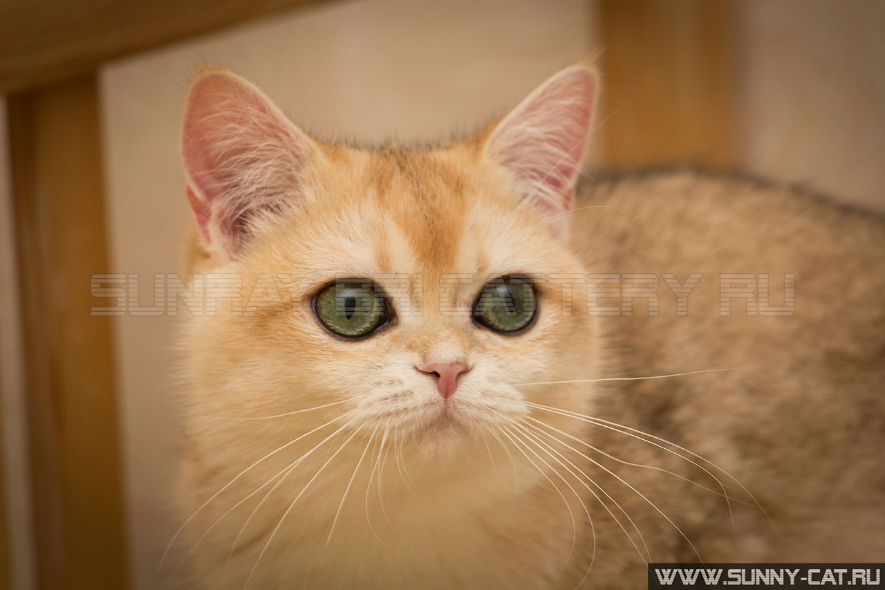 Кошка британская рыжая, британка черная золотая завуалированная