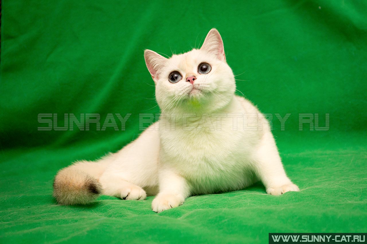 Кошка британская рыжая, британка черная золотая затушеванная пойнт