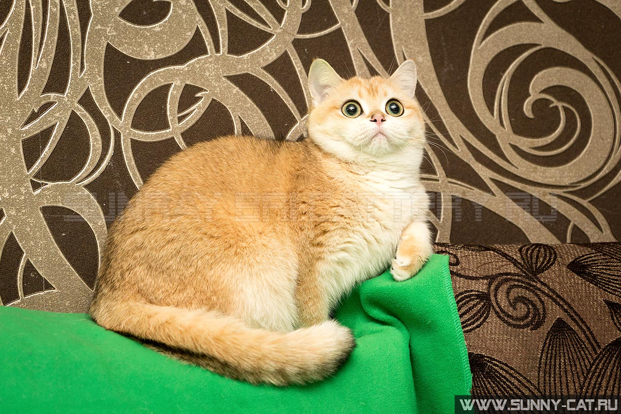 Кошка британская рыжая, британка черная золотая завуалированная