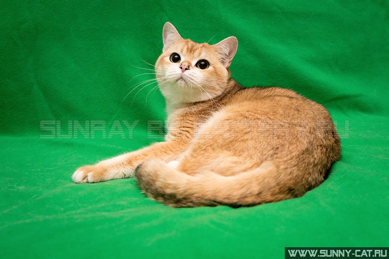 Кот британский рыжий, британец черный золотой завуалированный