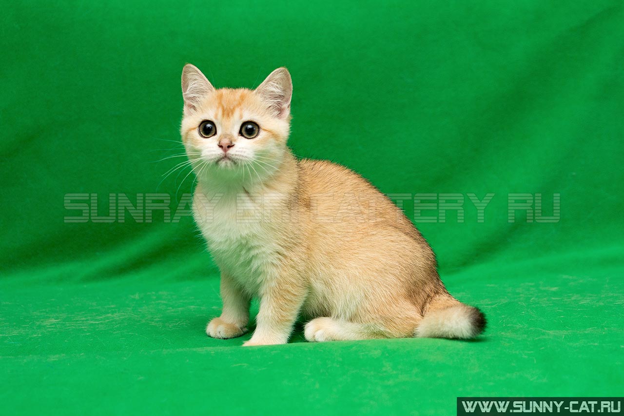 Кошка британская рыжая, британка черная золотая завуалированная