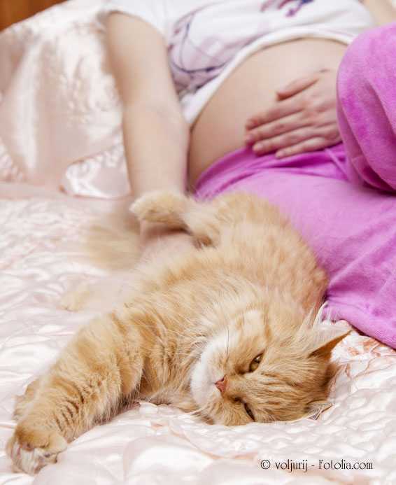 Кошка и женская беременность